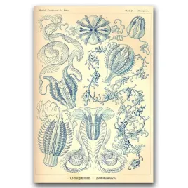 plakat-retro-do-salonu-morskie-stworzenia-a1