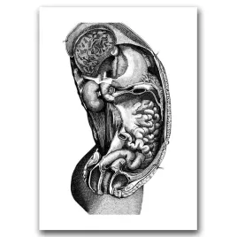 plakat-retro-do-salonu-anatomiczny-szkic-a2