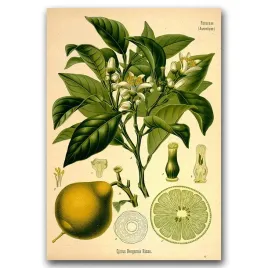 plakat-na-sciane-bergamote-orange-risso-a2