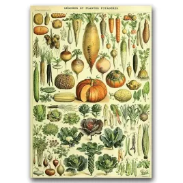 plakat-vintage-do-salonu-roslinny-druk-z-1909-a2
