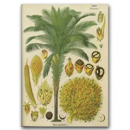 plakat-vintage-do-salonu-palma-kokosowa-a2
