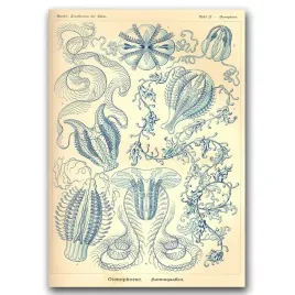 plakat-vintage-zebroplawy-ernst-haeckel-a2