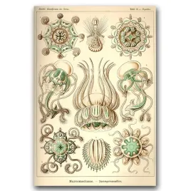 plakat-vintage-do-salonu-morskie-zwierzeta-a2