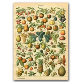 retro-plakat-drukuj-owoce-adolphe-millot-a2