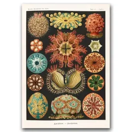 plakat-w-stylu-retro-nadruk-zwierzat-morskich-a2