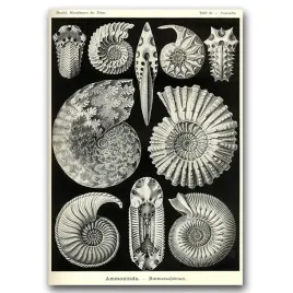 plakat-w-stylu-retro-muszelki-ernst-haeckel-a2