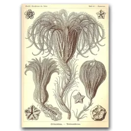 plakat-w-stylu-vintage-crinoidea-ernst-haeckel-a2