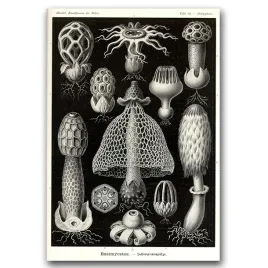 plakat-retro-morskie-grzyby-ernst-haeckel-a2
