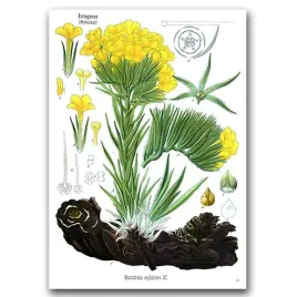 plakat-vintage-do-salonu-farbownik-roslina-a4