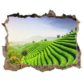 naklejka-fototapeta-3d-plantacja-herbaty-168x113