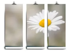 fototapeta-lateks-bialy-rumianek-104x70-klej