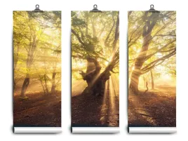 fototapeta-lateks-drzewo-stare-104x70-klej