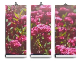 fototapeta-lateks-rozowy-roze-104x70-klej