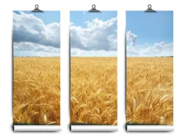 fototapeta-lateks-pszenicy-pole-104x70-klej