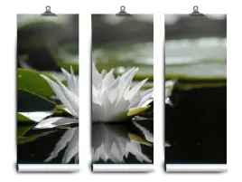 fototapeta-lateks-lotos-bialy-104x70-klej