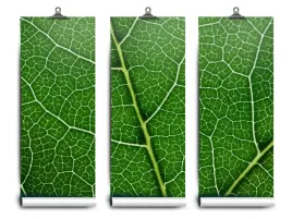 fototapeta-lateks-lisc-zielony-104x70-klej