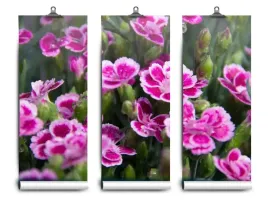 fototapeta-lateks-kwiaty-rozowe-104x70-klej