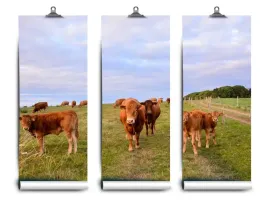 fototapeta-lateks-latex-krowy-104x70-klej