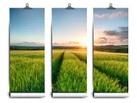 fototapeta-lateks-pola-jeczmien-152x104-klej