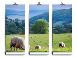 fototapeta-lateks-owiec-stado-152x104-klej