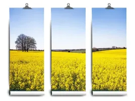 fototapeta-lateks-rzepaku-pole-152x104-klej