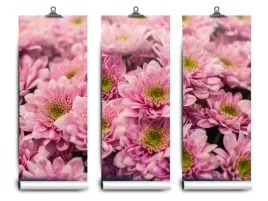 fototapeta-lateks-rozowy-chryzantemy-152x104