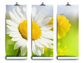fototapeta-lateks-kwiaty-rumianek-152x104