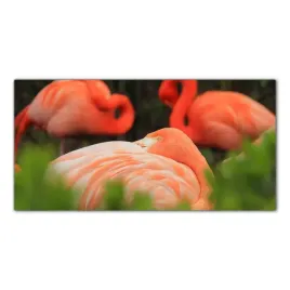 obraz-na-szkle-foto-flaming-ptak-zwierze-100x50