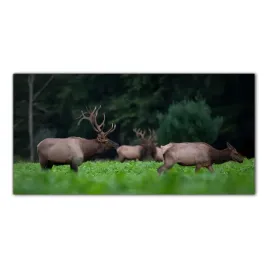 obraz-szklany-foto-obraz-los-zwierze-las-100x50