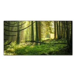 obraz-szklany-foto-obraz-las-drzewa-natura-100x50