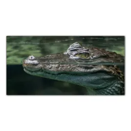 obraz-na-szkle-foto-krokodyl-woda-zwierze-100x50