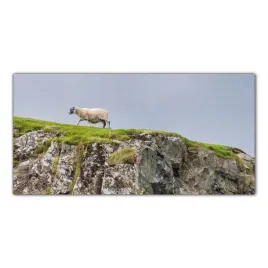 obraz-na-szkle-foto-owca-szkocja-krajobraz-100x50