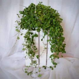 hoja-hoya-krohniana-xl-don-wiszaca-15cm