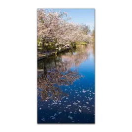 foto-szklane-scienne-50x100-kwitnaca-wisnia-drzewo