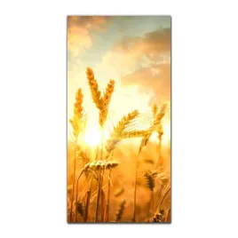 obrazy-szklane-do-kuchni-50x100-cm-pszenica-pole