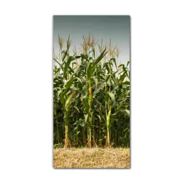 obraz-na-szkle-na-sciane-60x120-kukurydza-natura