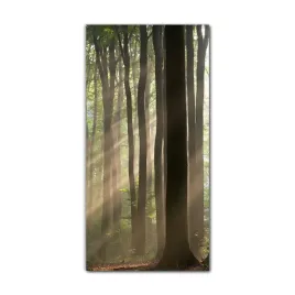 obraz-szklany-grafika-do-salonu-60x120-mglisty-las