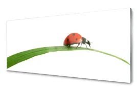 obraz-na-szkle-szklany-biedronka-natura-125x50