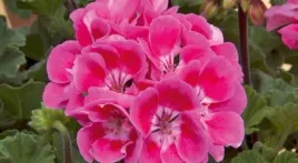 pelargonia-rabatowa-kolor-ciemny-roz-pelargonium-zonale-vineta