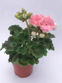 pelargonia-rabatowa-bialy-roz-pudrowy-pelargonium-zonale-salmon-queen-sadzo