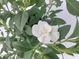 million-bells-uno-double-white-calibrachoa-kolor-bialy-kwiat-pelny