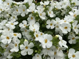 10x-bakopa-bacopa-sutera-biala-sadzonka