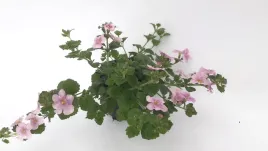 bakopa-bacopa-sutera-jasnorozowa-jasny-roz-sadzonka