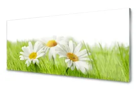 fotoobraz-na-szkle-stokrotka-kwiaty-roslina-125x50
