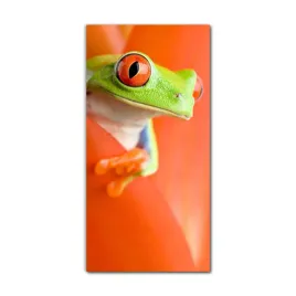 foto-obraz-na-szkle-do-kuchni-60x120-zaba-natura