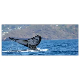 obraz-na-szkle-foto-tropiki-ocean-wieloryb-125x50