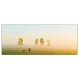 obraz-szklany-foto-obraz-owca-pole-zwierze-125x50