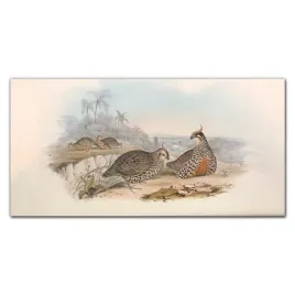 szklo-lacobel-ptaki-zwierzeta-rysunek-100x50-cm