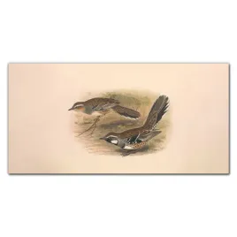 panel-szklany-do-kuchni-ptaki-zwierzeta-100x50-cm