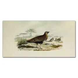 panele-do-kuchni-ptaki-dzikie-zwierzeta-100x50-cm